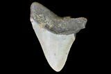Bargain, Fossil Megalodon Tooth - North Carolina #101250-1
